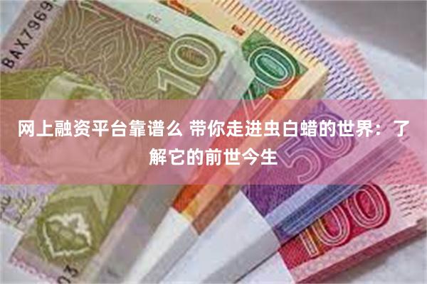 网上融资平台靠谱么 带你走进虫白蜡的世界：了解它的前世今生